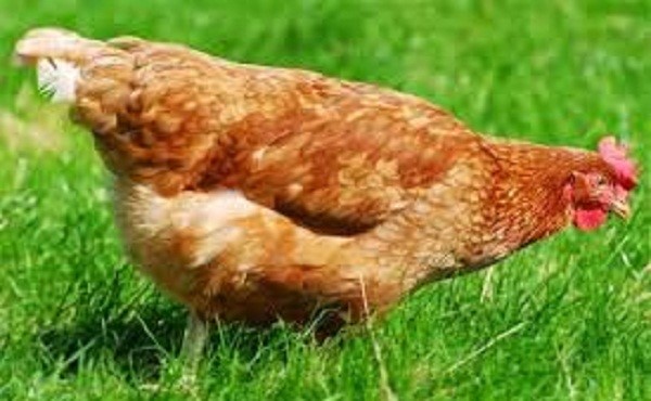 انتخاب بهترین نژادهای مرغ بومی تخمگذار