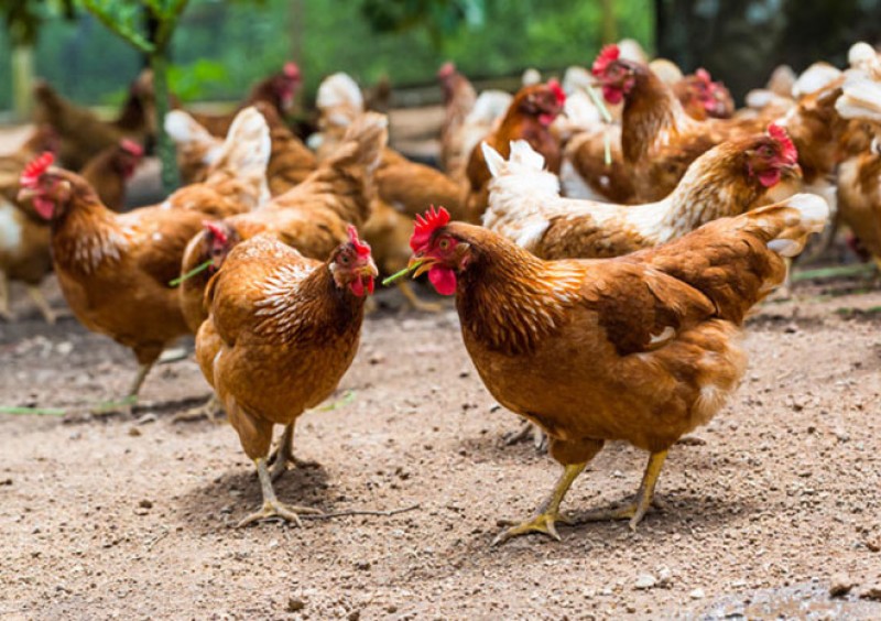 برنامه‌های نوردهی نیمچه‌ مرغ‌های محلی در حال رشد